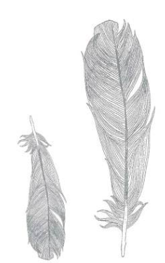 Kaszazz Rubber Stamp - Feathers (uncut set)