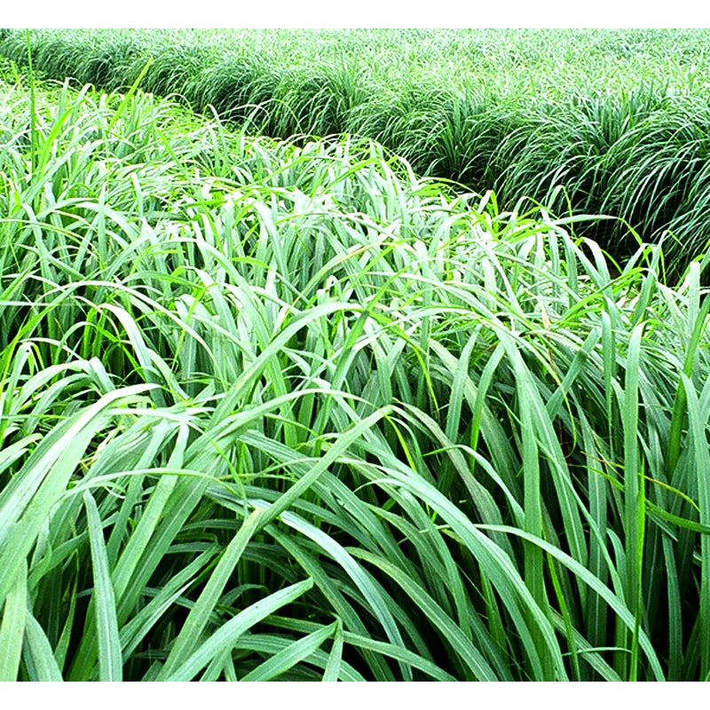 Essential Oil 100% Pure Citronella 12ml