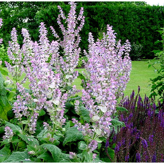 Essential Oil 100% Pure Clary Sage 12ml