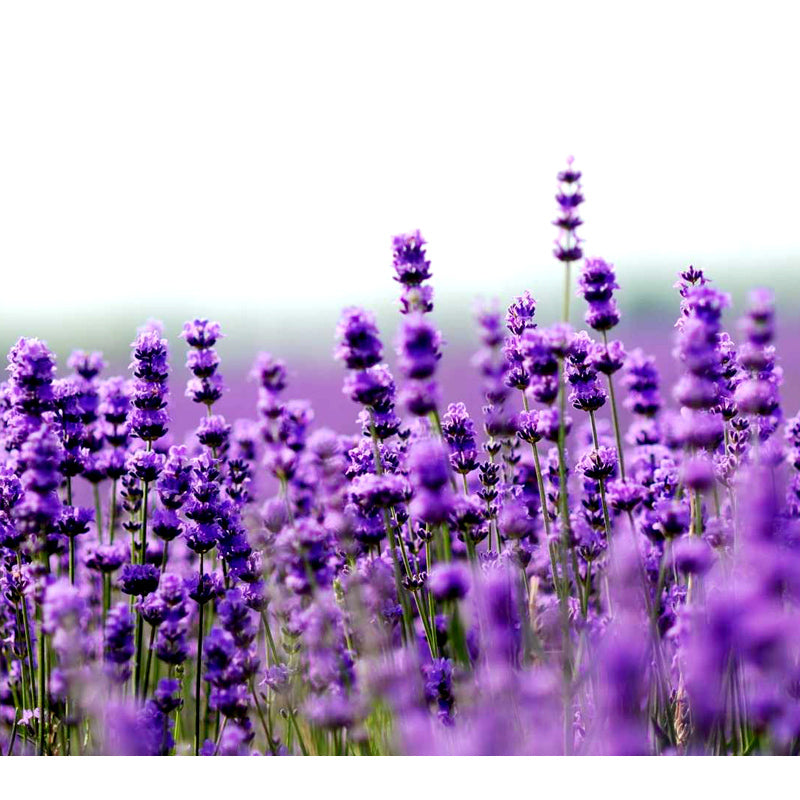 Essential Oil 100% Pure Lavandin 12ml