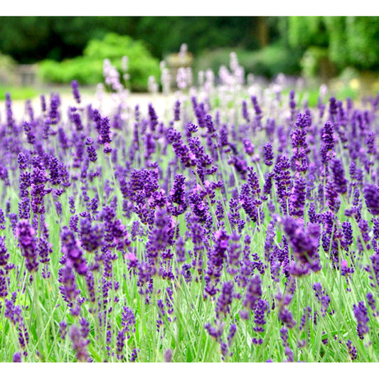 Essential Oil 100% Pure Lavender Spike 12ml