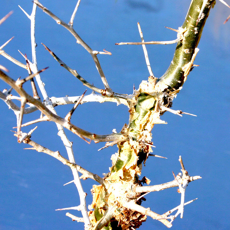 Essential Oil 100% Pure Myrrh 12ml