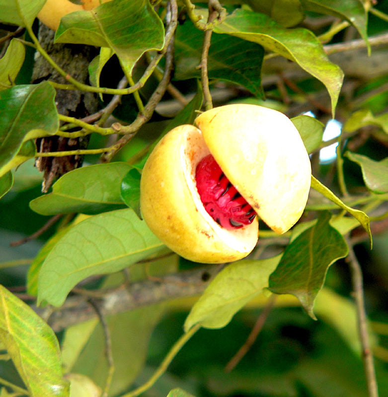 Silverstone Essential Oil 100% Pure Nutmeg 12ml Health & Beauty Silverstone