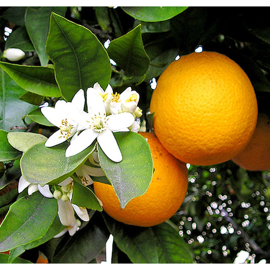 Essential Oil Petitgrain 12ml