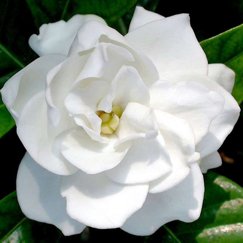 Silverstone Essential Oil 3% Gardenia 12ml Health & Beauty Silverstone