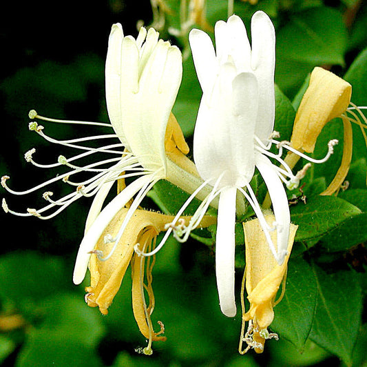 Silverstone Essential Oil 3% Honeysuckle 12ml Health & Beauty Silverstone