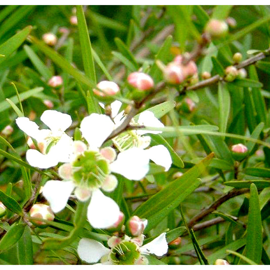 Essential Oil Pure Lemon Scented Tea Tree 12ml