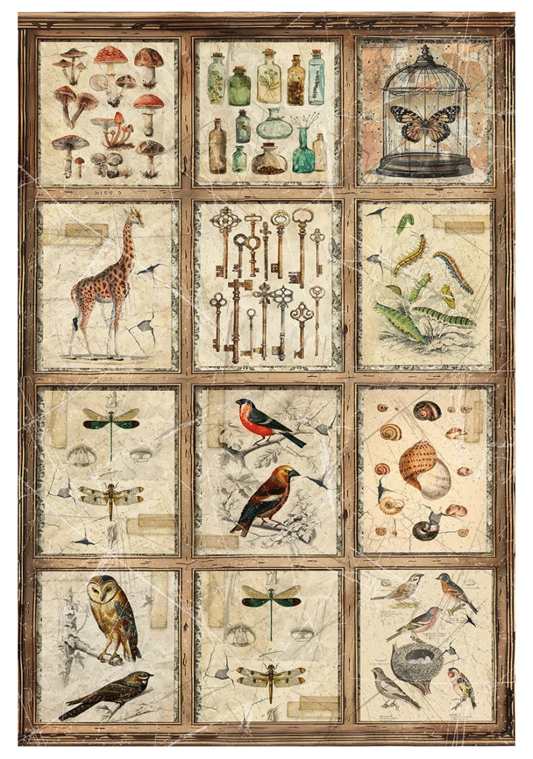 Ciao Bella - Rice Papers -A4 Set  - Cabinet Of Curiosities