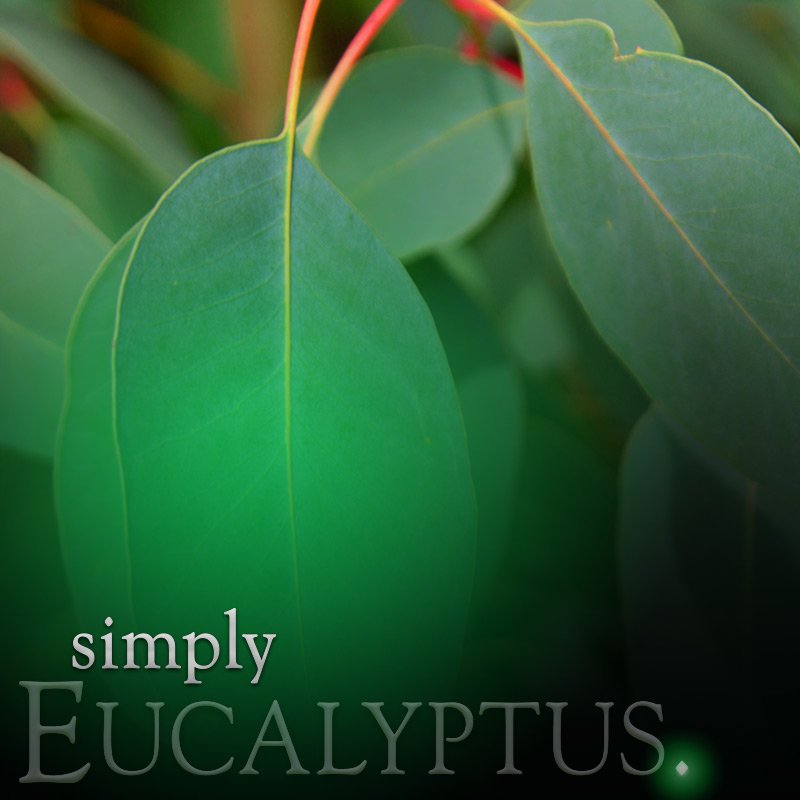 Simply Eucalytus - Reed Diffuser Refill