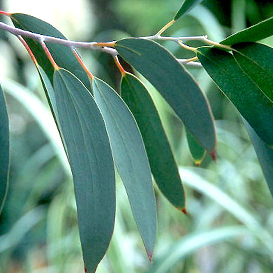 Essential Oil 100% Pure Eucalyptus 12ml
